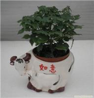 上海幸福樹植物租賃服務 價格、圖片與詳情一覽