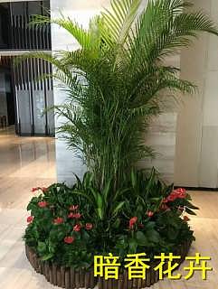 杭州綠化新風尚 植物、花卉租賃引領環保與美觀生活