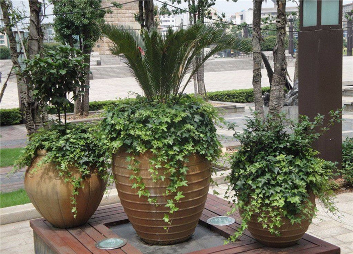青木園藝 專業杭州植物出租服務，打造綠色辦公與生活空間