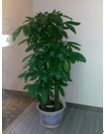 專業綠化，無憂托管 解析廣州市壹展園林綠化的植物租賃與維護服務