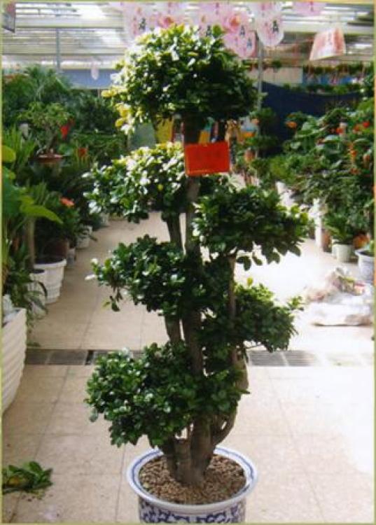 羅湖區(qū)綠植盆景租賃報價與專業(yè)養(yǎng)護(hù)服務(wù)全解析